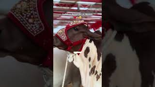 Bakra song training video unfrezzmyaccount 1k views [upl. by Elsey283]