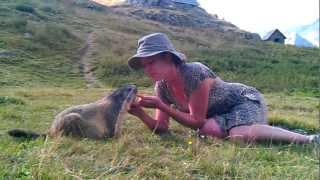 rencontre magique avec une marmotte [upl. by Norak]