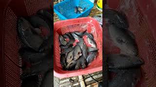 40days Ukabi Anabas Testudineus Fishing  Most profitable fish farming in Manipur [upl. by Nikkie]