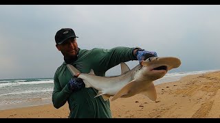 SPI Surf Fishing Personal Best Bonnethead Shark w dissectionWARNING GRAPHIC [upl. by Ramedlav]