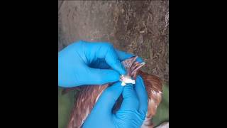 Chicken coryza treatment shortsfeed shorts satisfyingvideo [upl. by Terzas219]