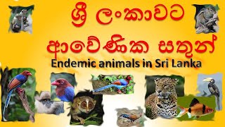 Endemic animals in Sri Lanka  ශ්‍රී ලංකාවට ආවේනි සතුන් [upl. by Erret200]