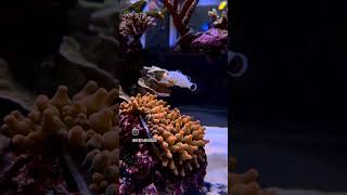 Adding new Clownfish to the Anemone [upl. by Htrowslle773]