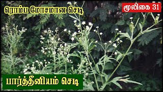 Parthenium Hysterophorus Tamil  Plant Side Effects  Allergy  Grass இந்த செடியை பிடுங்கி போட்ருங்க [upl. by Yemorej822]