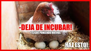 👉 Que Hacer Para Que Tu Gallina 🐓 Deje De INCUBAR o Evitar Que se Ponga CLUECA Muy Sencillo [upl. by Hachmin156]