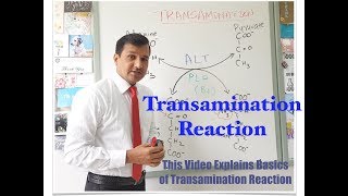 Transamination Reaction [upl. by Epstein]