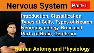 Nervous system Part1 In Hindi  Brain Spinal cord Central amp Peripheral nervous system [upl. by Conlon]