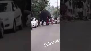 KERALA ROAD ELEPHANT IS TENSION 🐘🐘 [upl. by Atilef]