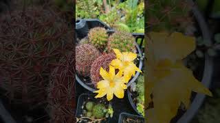 Cacto 🌵 Mammillaria beneckei🥰😍🌵💙 nature flowers plantas [upl. by Munro723]