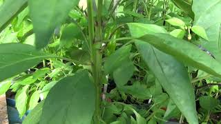 âŸ¹ Italian Pepperoncini Pepper Capsicum annuum [upl. by Findley]