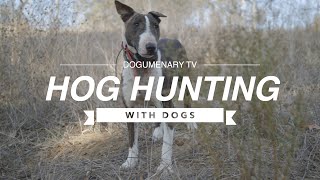 Master the Hunt Bull Terrier Hog Hunting Strategies [upl. by Droffats]