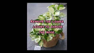 Manjula pothos Care tips and propogation [upl. by Ytsirc]