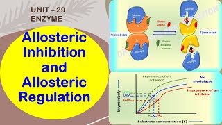 Allosteric Enzymes  Allosteric Inhibition amp Allosteric Regulation  Feedback Inhibition  Enzyme 29 [upl. by Clem549]