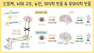 중3자극과 반응 2강 신경계중추신경 말초신경￨뇌와 척수￨뉴런￨의식적 반응amp무의식적 반응조건 반사 무조건 반사￨무릎 반사🧐 [upl. by Yendroc]