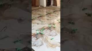 New tile installation video 60x120 tile master karachitilemastert [upl. by Ylatan328]