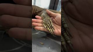 ขอความร่วมมือ  ตะกวด Blackthroatmonitor exoticpet balconzoo สัตว์เลี้ยง กิ้งก่า [upl. by Nivrehs256]