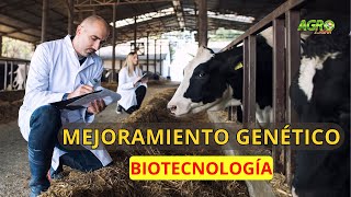 TRANSFERENCIA DE EMBRIONES CONGELADOS  MEJORAMIENTO GENÉTICO EN BOVINOS Biogenética bovina [upl. by Camila]