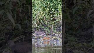 Shorebird looking for buffets shorts [upl. by Ihn]