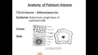 Psilotum  morphology and anatomy [upl. by Syla]