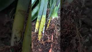 Help Ive got ants in my Snake Plants [upl. by Anide]