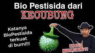 Biopestisida Kecubung Hama jadi M4BOK Begini Penjelasannya [upl. by Nissy]