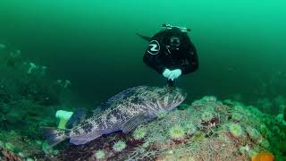 Scuba Diving in Cold Waters of Howe Sound British Columbiawith Ocean Quest Dive Team [upl. by Immij385]