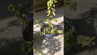 क्यों लगाते है घरमें jade plantgardening vastuplants jadeplant luckyplant kuberalakshmi [upl. by Dunston871]