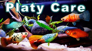 All You Need to Know About Platy Fish Platy Care and Breeding [upl. by Grochow294]