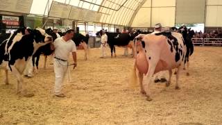 Ontario Summer Holstein Show 2014 Mature Cow [upl. by Ortiz770]