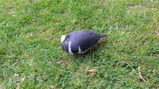 Willy Wonga Pigeon hooting and preening [upl. by Maker]