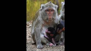 Imagine a monkey with twins babymonkey [upl. by Johnath]