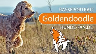 ► Goldendoodle 2019 Rasse Aussehen amp Charakter [upl. by Jacquenetta]