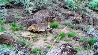 Bruneau River Badger [upl. by Vey851]