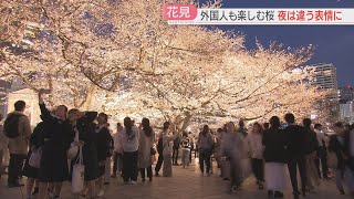 【厳選！】【花見ウォッチング】小倉城天守閣の最上階のカフェで楽しむ桜 舞鶴公園では留学生が帰国前の思い出づくり ライトアップで夜桜も 福岡 [upl. by Latnahc]