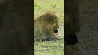 Lion attacks hyenas baby [upl. by Airotcivairam104]