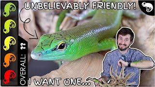 Emerald Green Tree Skink The Best Pet Lizard [upl. by Pavlov]