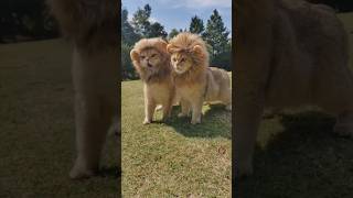 Big lion 🦁cute pets petlove reels funny viralvideo video viralshort animals [upl. by Nivac]