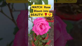 WATCH Rose Bloom into BEAUTY reels shorts viralvideo ytshort garden flowers floweringplants [upl. by Thurstan]