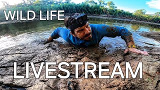 WILD LIFE Livestream [upl. by Arimlede]