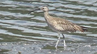 Eurasian Whimbrel  Numenius phaeopus  eat crab in Spring 2024 [upl. by Rafaelof395]