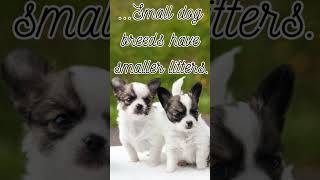 Did You Know Small dog breeds have [upl. by Elodia823]