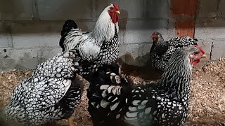 Silver Laced Wyandottes [upl. by Ycinuq]