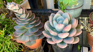 Echeveria Imbricata and Graptoveria Opalina Propagation [upl. by Ettesil]