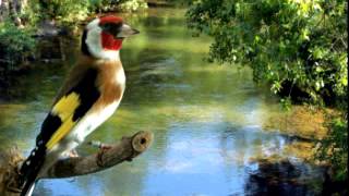 European Goldfinch song تغريد مقنين خلوي canto del Jilguero [upl. by Zenitram427]