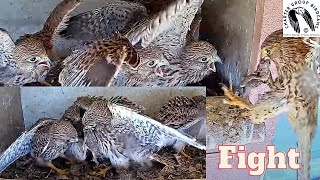 Watch As Kestrel Nestlings Fight Over Prey Brought By Mom [upl. by Ericka]