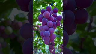 Have you eaten this type of fruits 🍉🥭🍊🍎🍓shorts nature fruit [upl. by Kessel]