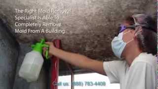 Mold Removal San Jose  888 7834408  Water Damage And Mold Remediation Company [upl. by Lankton]