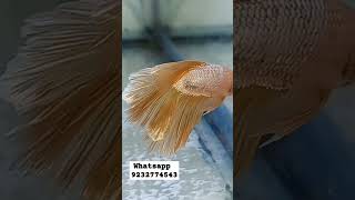 24k gold rosetail betta fishbetta shorts [upl. by Rhpotsirhc]