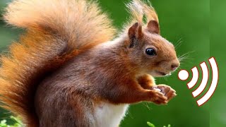 Squirrel Sounds  Male squirrel mating call sound [upl. by Mccarthy]