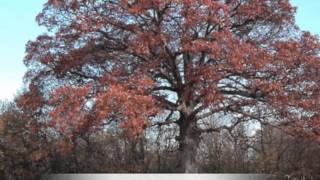 Quercus alba White Oak [upl. by Kristen745]